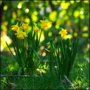 Daffodils in grass